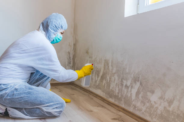 Licensed Basement Mold Remediation service in North Bergen, NJ - WQB Mold Removal