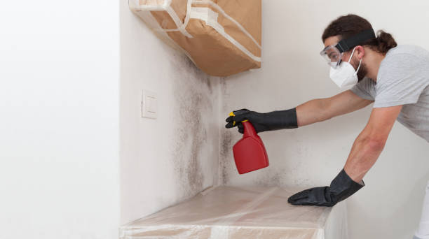 Professional Basement Mold Remediation technician working in North Bergen, NJ