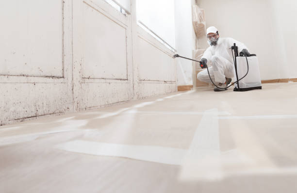 24/7 Emergency Basement Mold Remediation experts in North Bergen, NJ