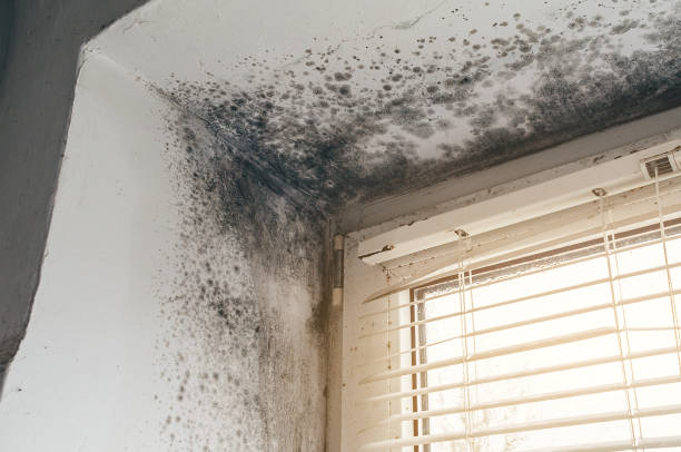 Affordable Basement Mold Remediation solutions in North Bergen, NJ